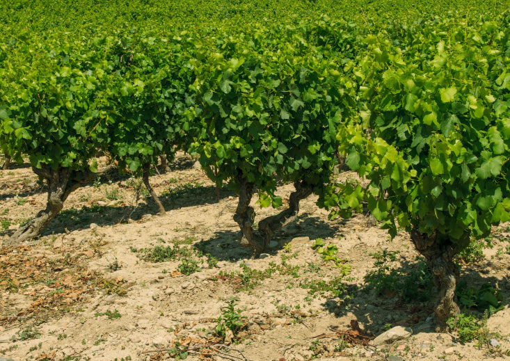 Pierre Chavin (Wine)LANGUEDOC / ラングドック